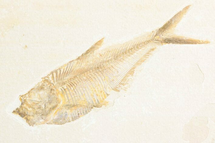 Detailed Fossil Fish (Diplomystus) - Wyoming #361086